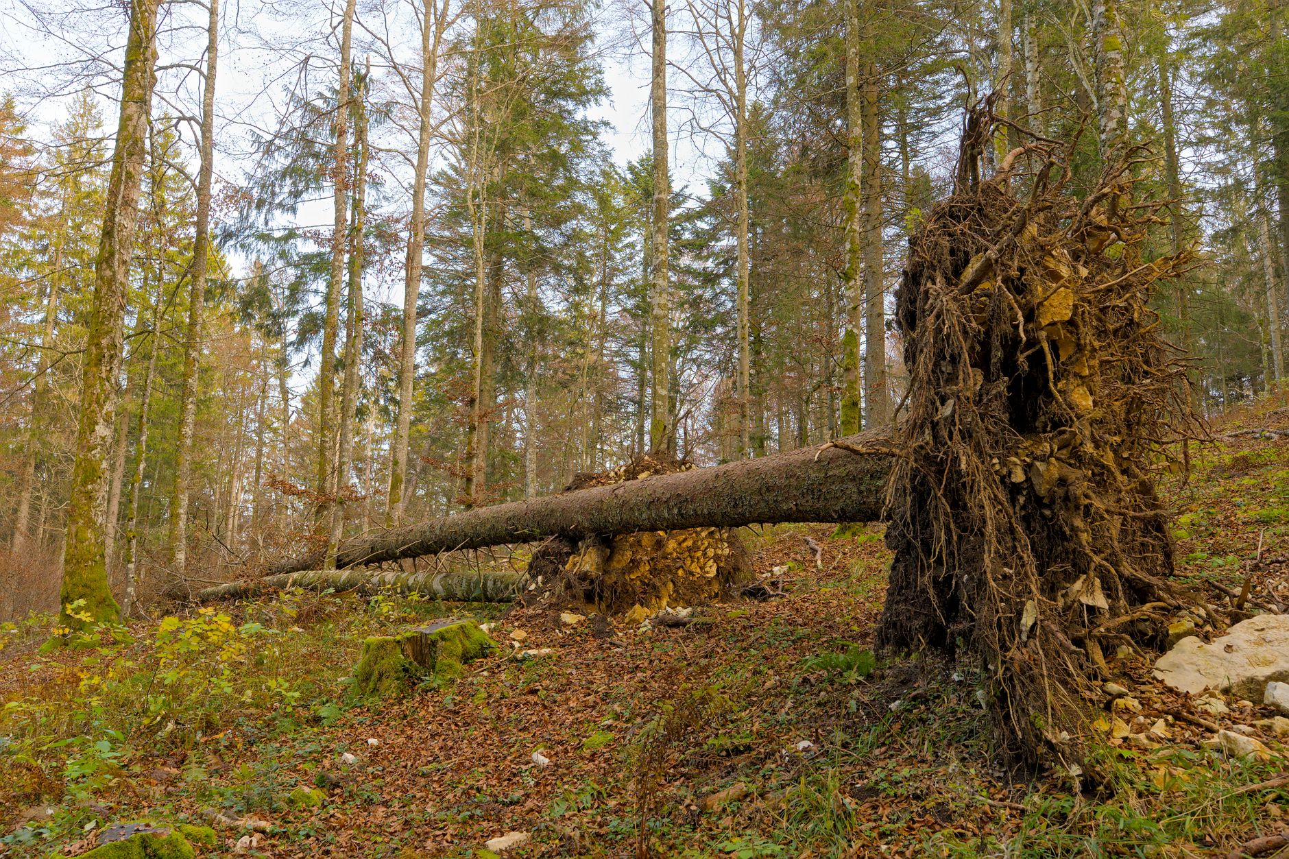 Enlèvement arbre urgence équipe à Bourg-en-Bresse